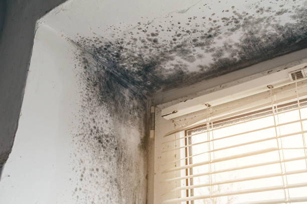 Affordable Mold Remediation solutions in Canyon Lake, TX